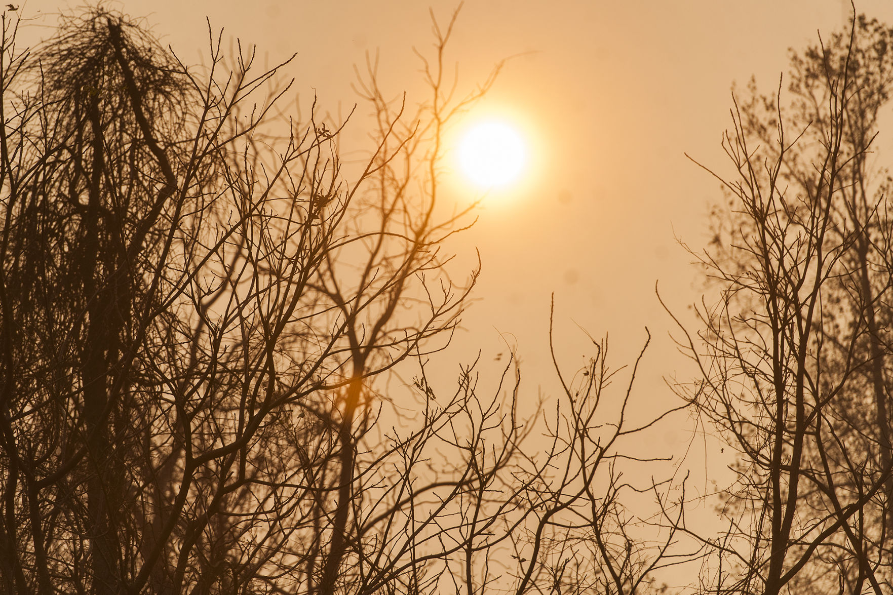 Forest Fire